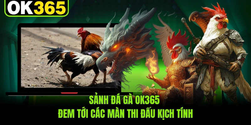 Sảnh đá gà OK365 đem tới các màn thi đấu kịch tính