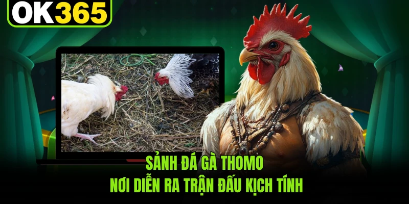 Sảnh đá gà Thomo nơi diễn ra trận đấu kịch tính